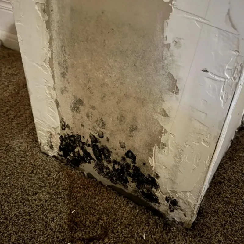 Professional Mold Removal in Ruckersville, VA